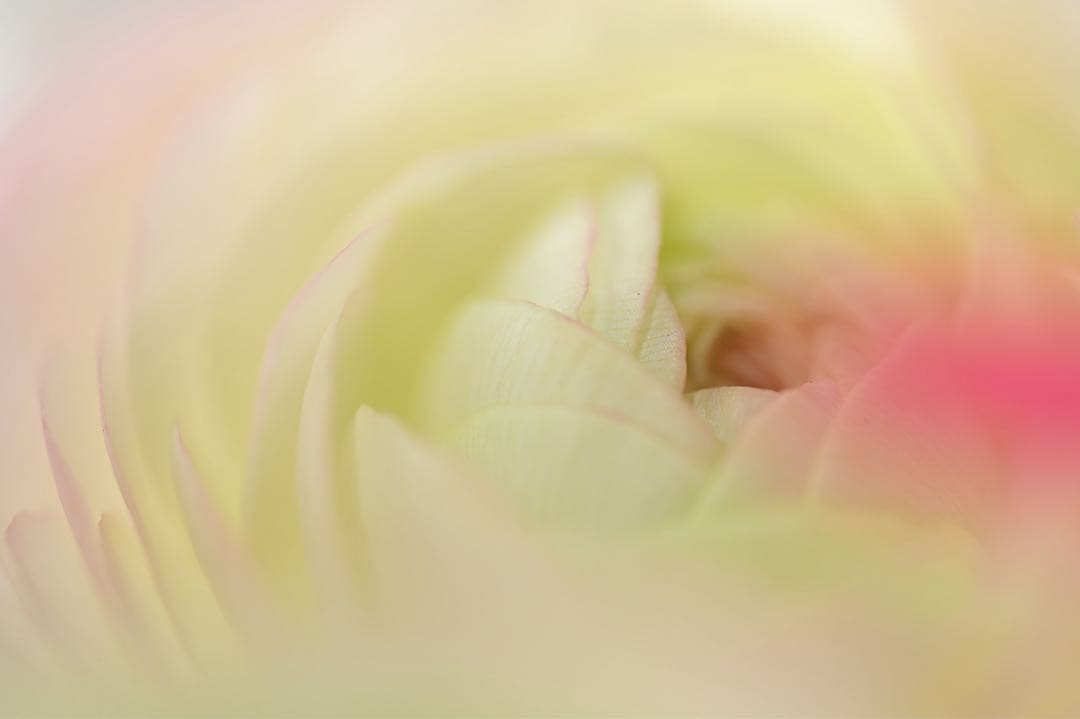 る*中様 【美品】NIKKOR Z MC 105mm f/2.8 VR S マク