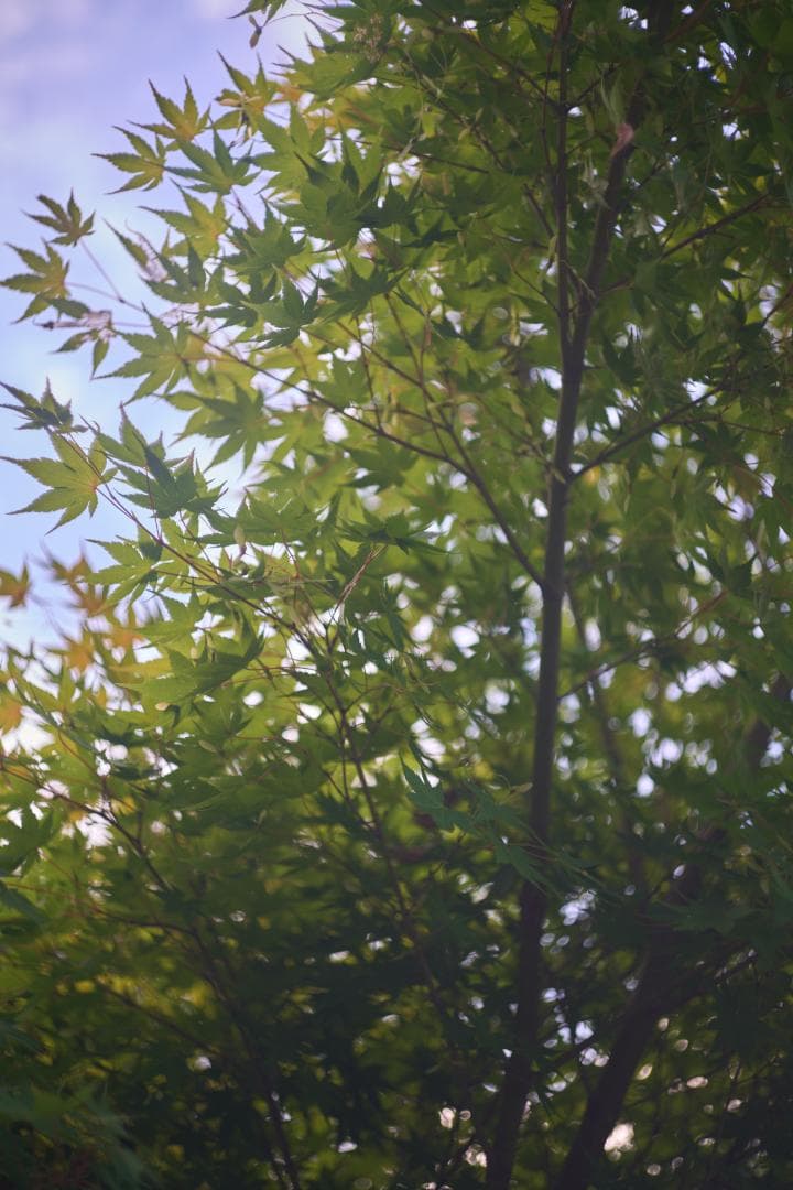 Leica Summicron 5cm F2 沈胴式 Mマウント