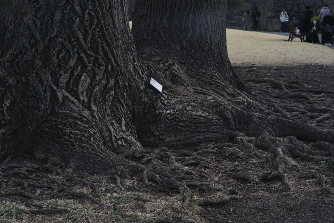 良品！CONTAX屈指の解像！SONNAR 85mm AEG オールドレンズ