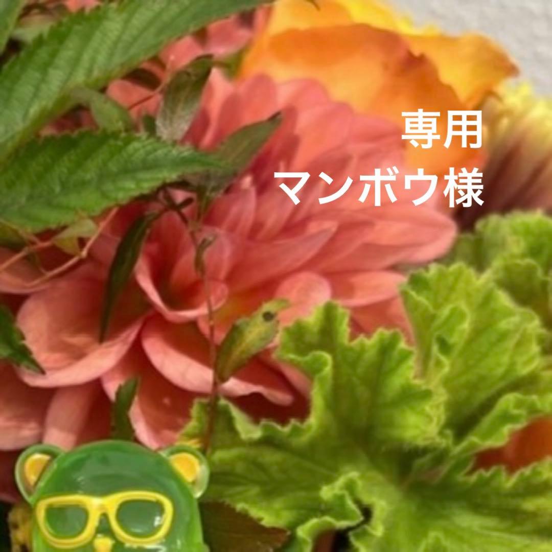 専用ページ マンボウ様