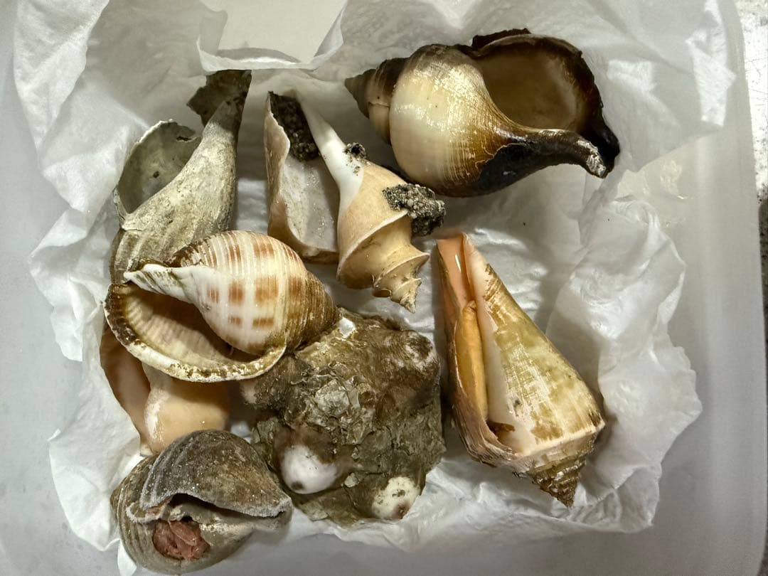 貝　まとめ売り