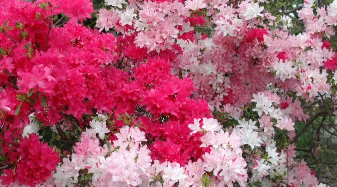 scoco様　NIKON　D70　超望遠⚡️初心者⚡️ダブルレンズ⚡️一眼レフ