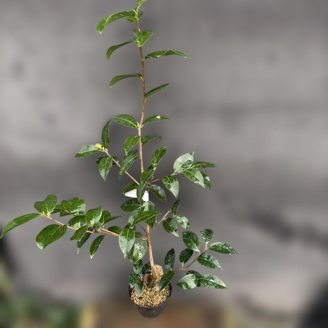 neet 炎　大社紫　此の糸3点セット