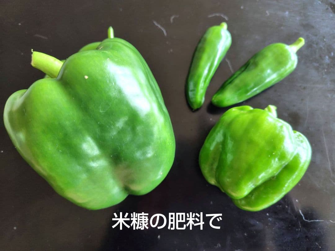 つきあかり10kg　岩手県産 令和６年産 減農薬 玄米 希少米