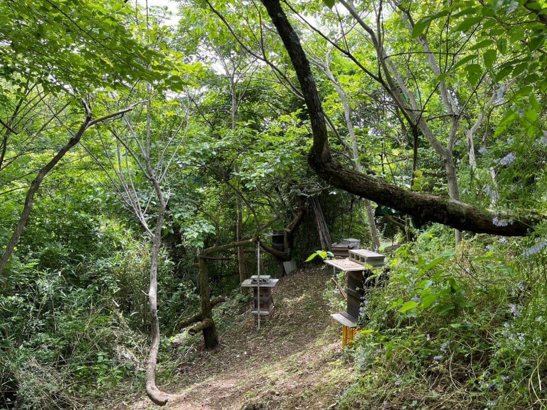 天然熟成2年　希少　日本蜜蜂 国産天然はちみつ100%600g(Y1S2箱)