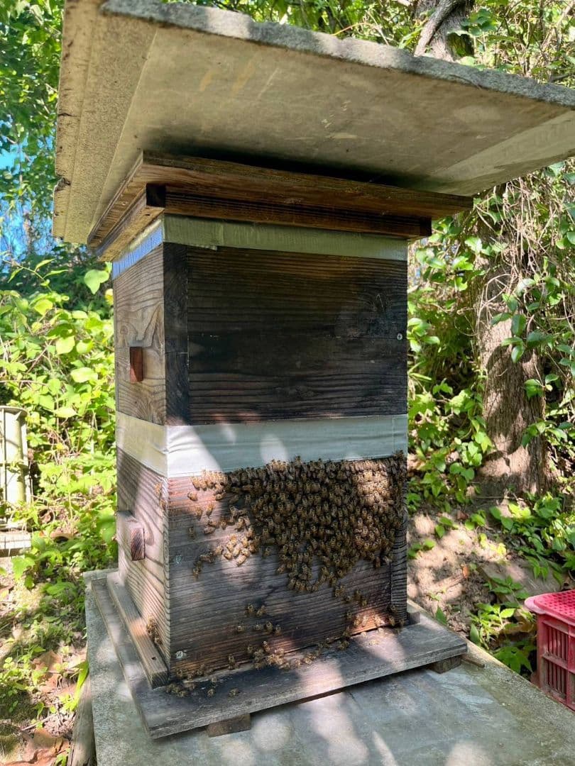 天然熟成2年　希少　日本蜜蜂 国産天然はちみつ100%600g(Y1S2箱)