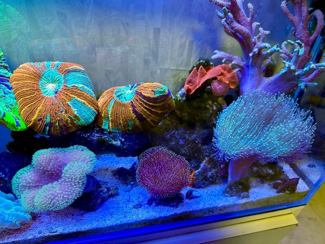 リポビタンD様　7種