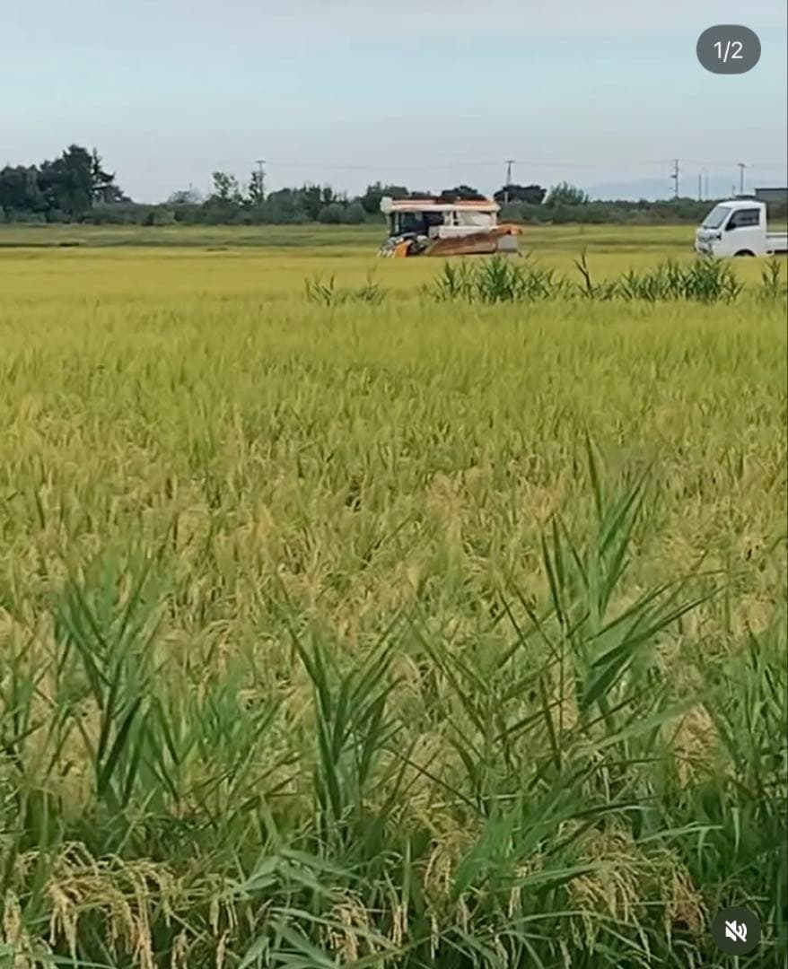 令和6年 まっしぐら15キロ