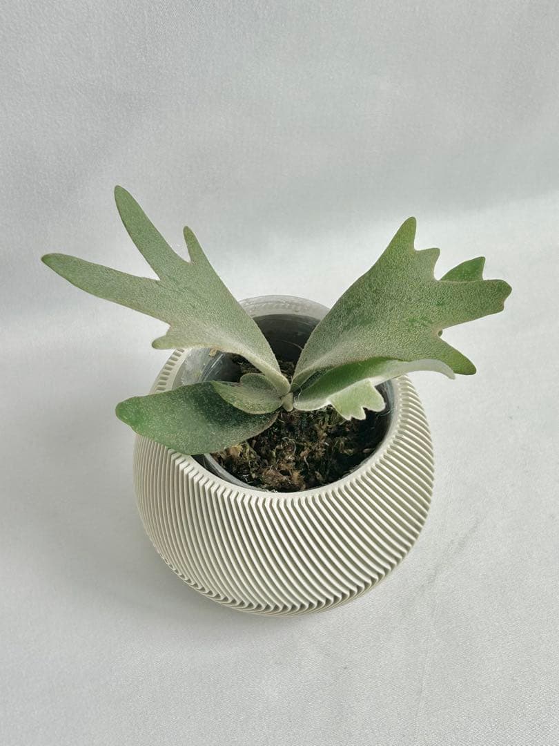 【メルカリ便】P. wilinckii Golden Boy spore【17】