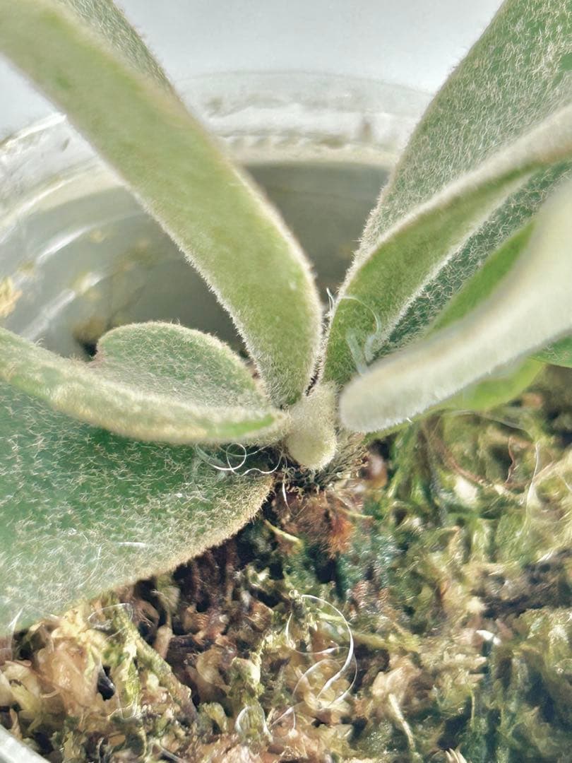 【メルカリ便】P. wilinckii Golden Boy spore【17】