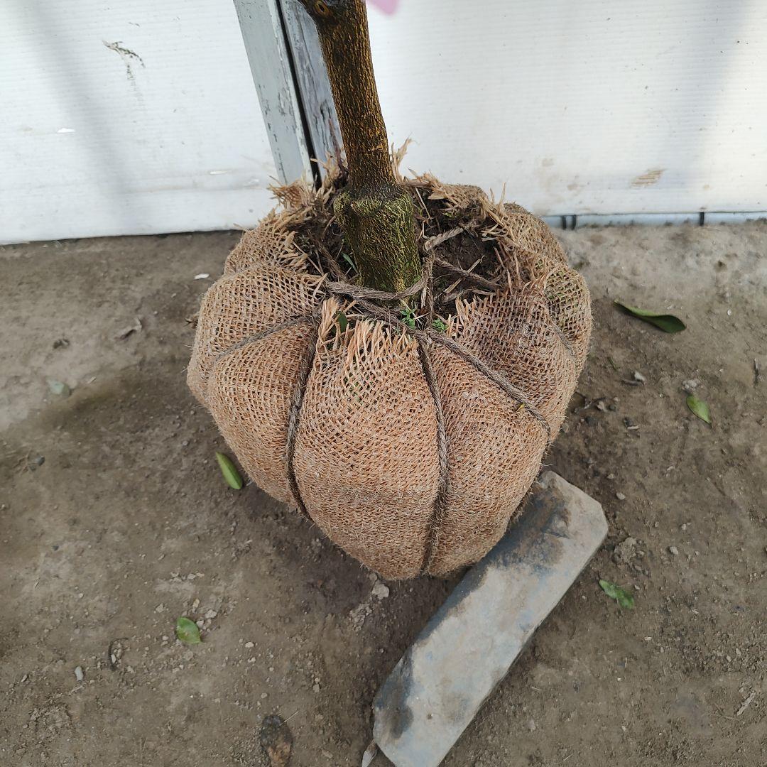 がんもさま ポンカン 苗木 5年生 実つき！