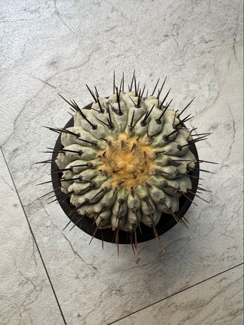 コピアポア　弧竜丸　コルムナアルバ　現地球