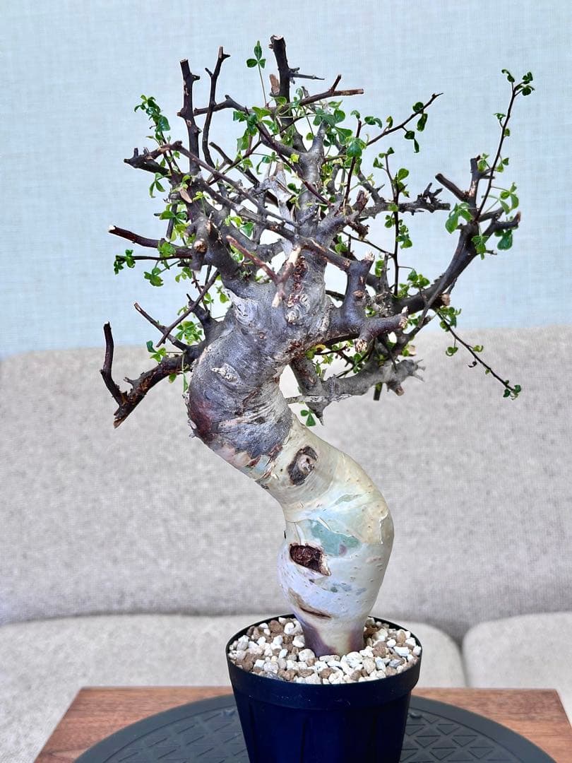 コミフォラ ピュアカタフ ソマリア産 コレクション 多枝