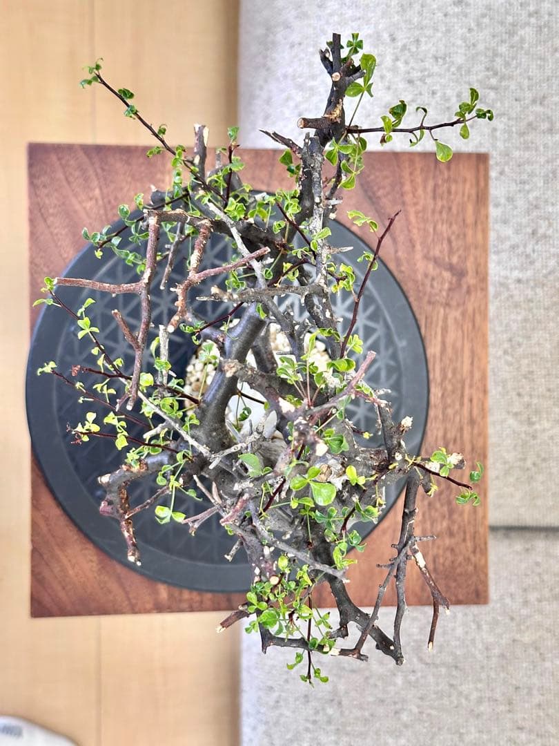 コミフォラ ピュアカタフ ソマリア産 コレクション 多枝