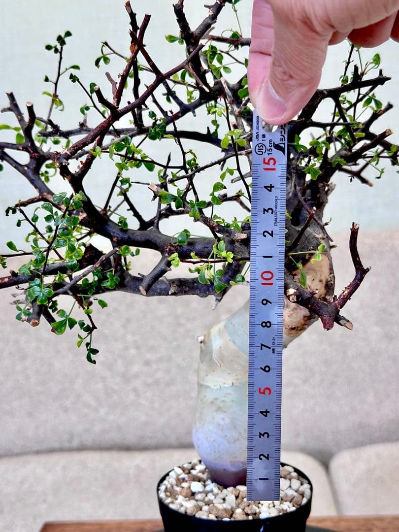 コミフォラ ピュアカタフ ソマリア産 コレクション 多枝