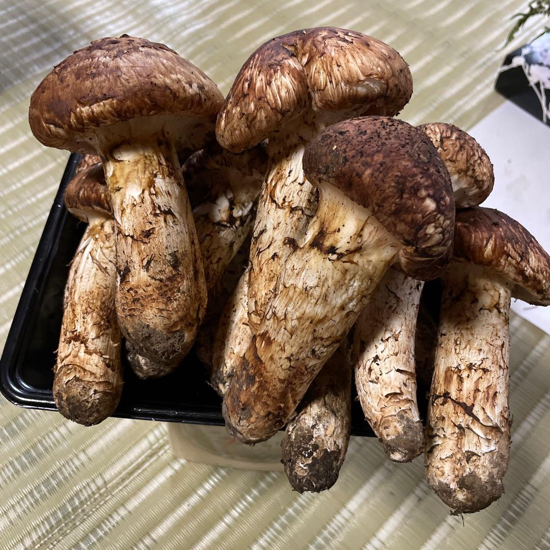 岩手県産マツタケ