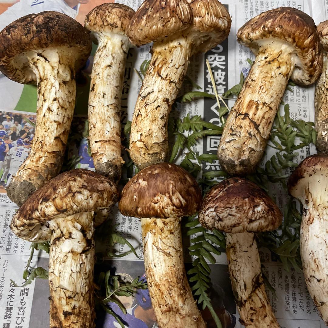 岩手県産マツタケ