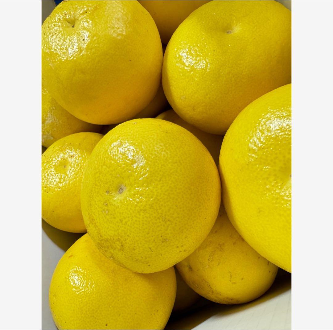 12高知特産 露地栽培 土佐文旦 3L4L文旦 約20kg 大玉 サイズ