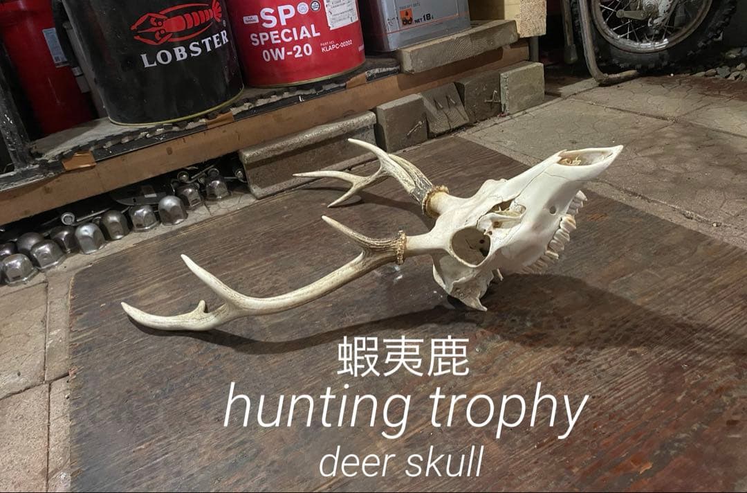 R*n様 蝦夷鹿hunting trophy（deer skull）