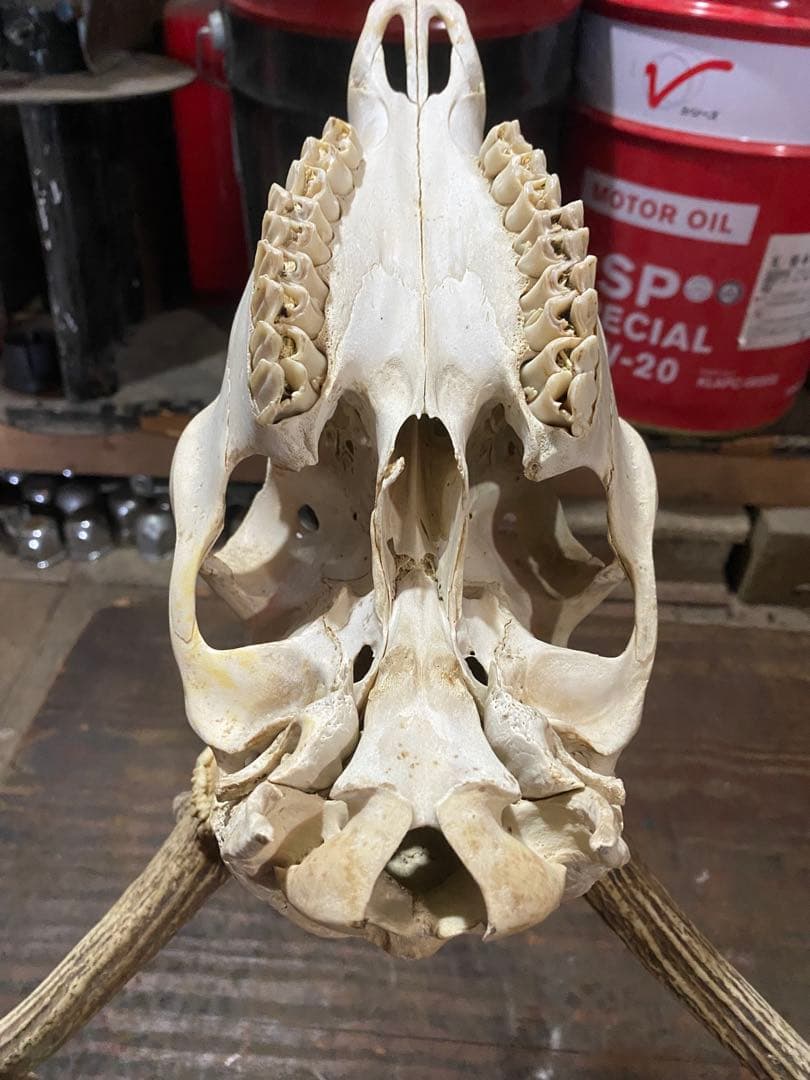 R*n様 蝦夷鹿hunting trophy（deer skull）