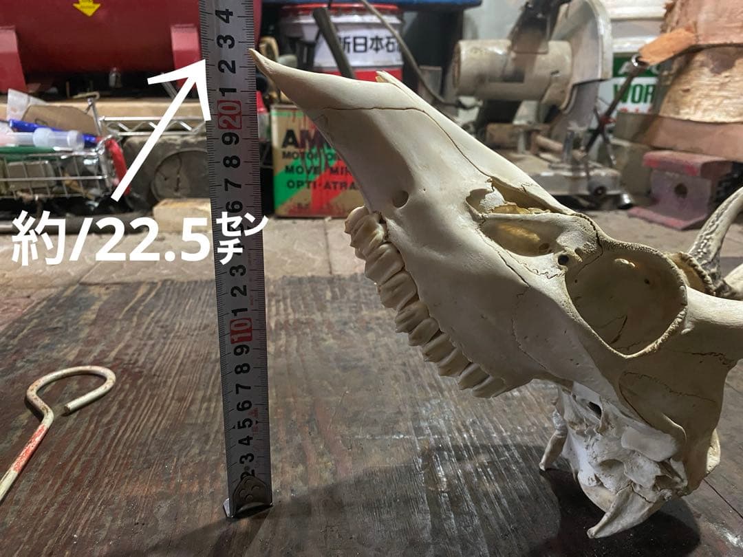 R*n様 蝦夷鹿hunting trophy（deer skull）