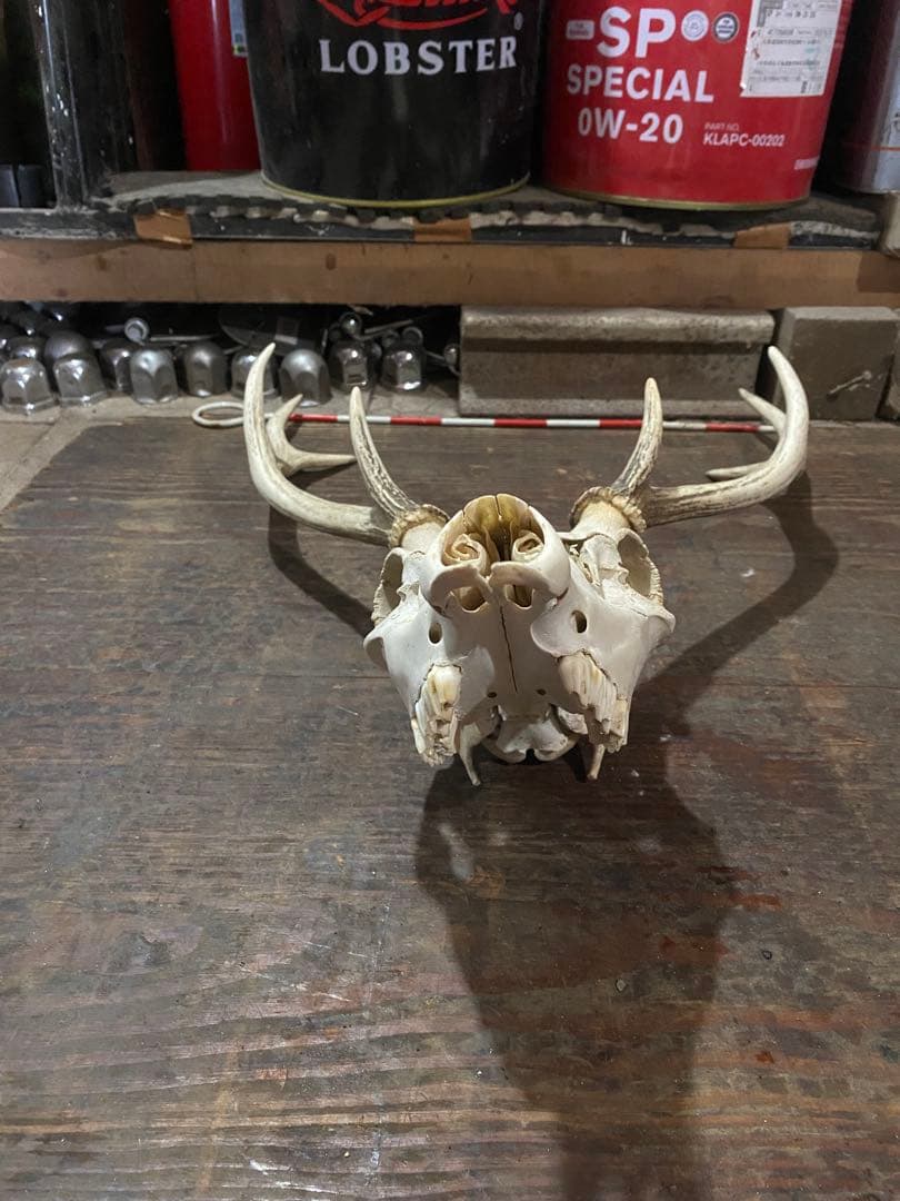 R*n様 蝦夷鹿hunting trophy（deer skull）