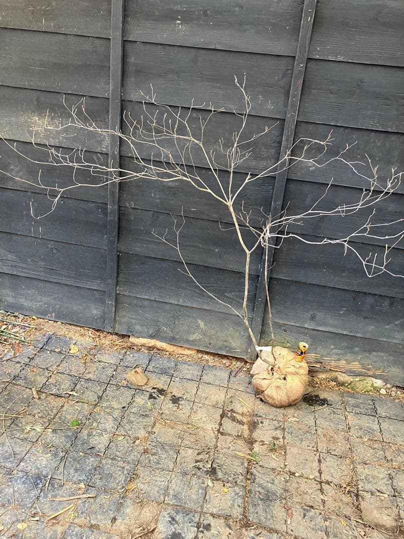 Poppopo　71 山採り　ミツバツツジ