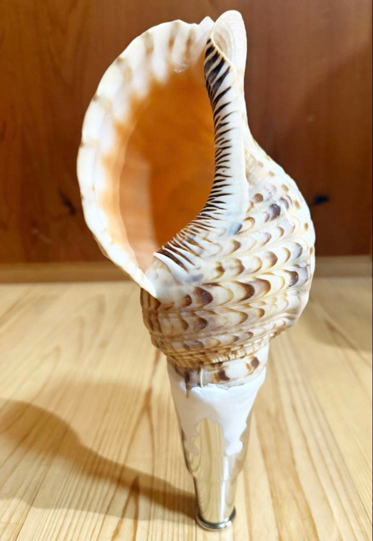 コンパクト修験道法螺貝　山伏　密教　熊よけ　魔除け❣️ほら貝　ホラガイ