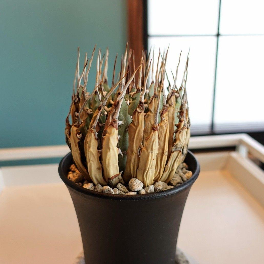 ユ*ー様 お年玉出品！③【発根済・3.5号】陽炎×きれいな円形◎エボリスピナ/鉢