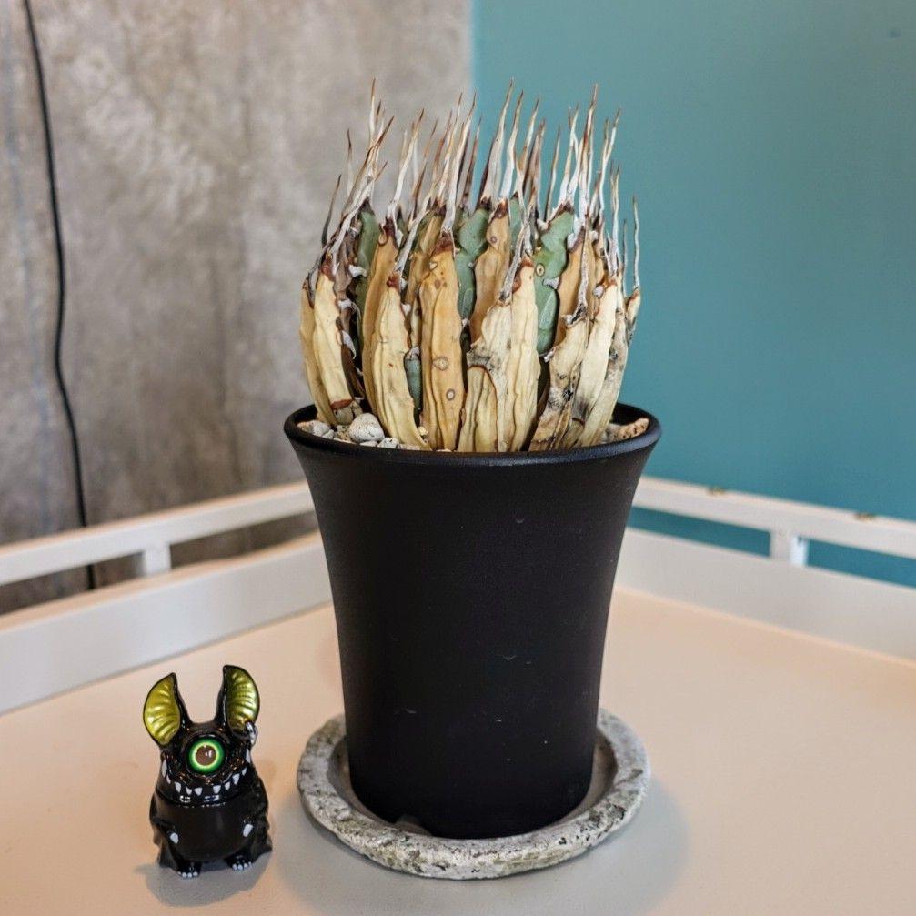 ユ*ー様 お年玉出品！③【発根済・3.5号】陽炎×きれいな円形◎エボリスピナ/鉢