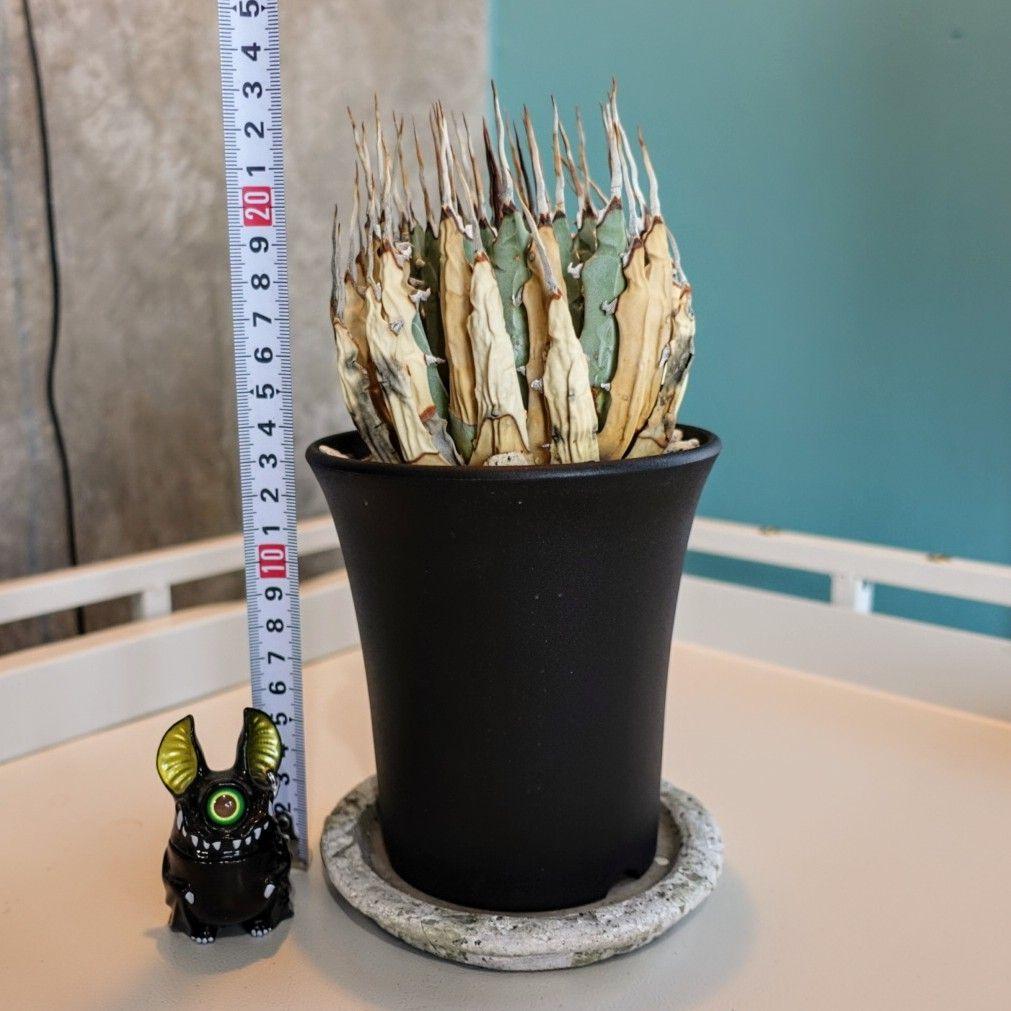 ユ*ー様 お年玉出品！③【発根済・3.5号】陽炎×きれいな円形◎エボリスピナ/鉢