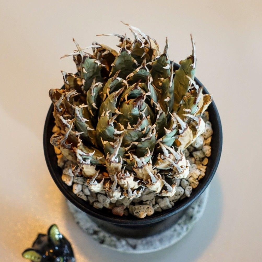 ユ*ー様 お年玉出品！③【発根済・3.5号】陽炎×きれいな円形◎エボリスピナ/鉢