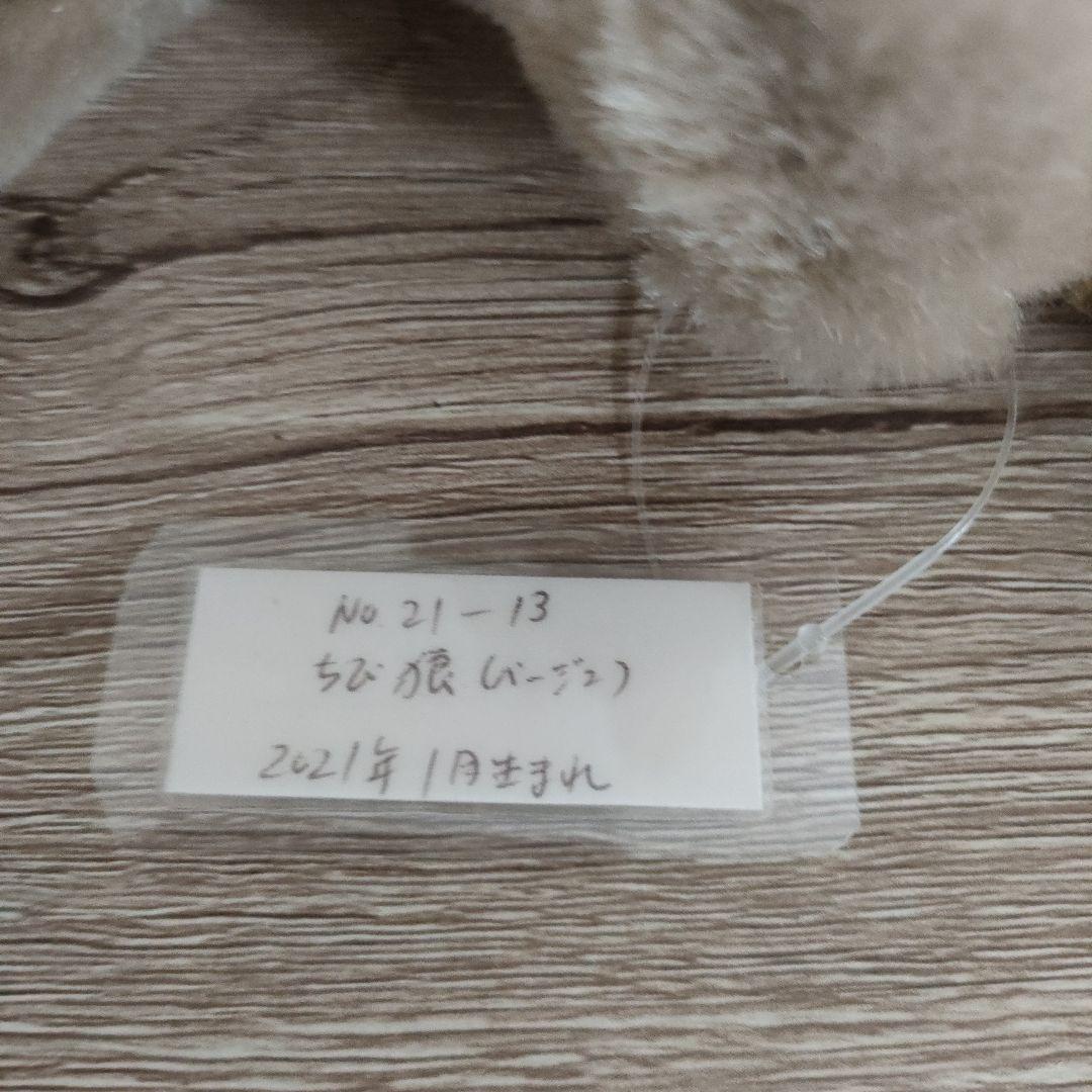 テディベア 作家 森脇 由美子 Mori's Bear　チビオオカミ