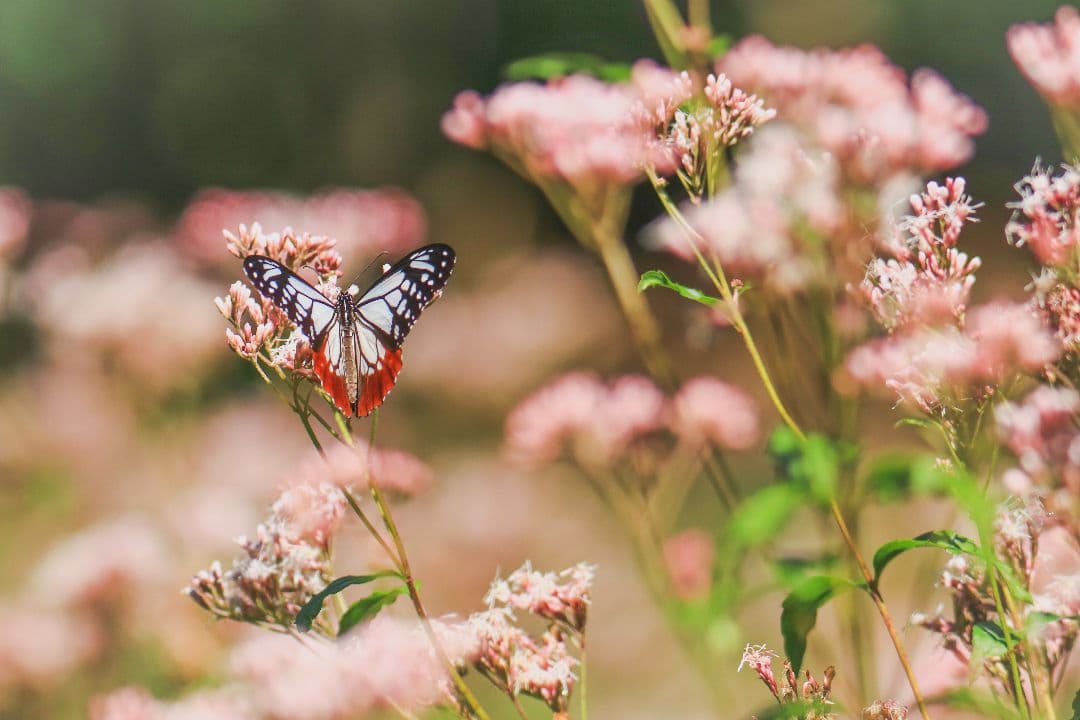 【作例あり】SIGMA 60-600mm F4.5-6.3 DG OS HSM