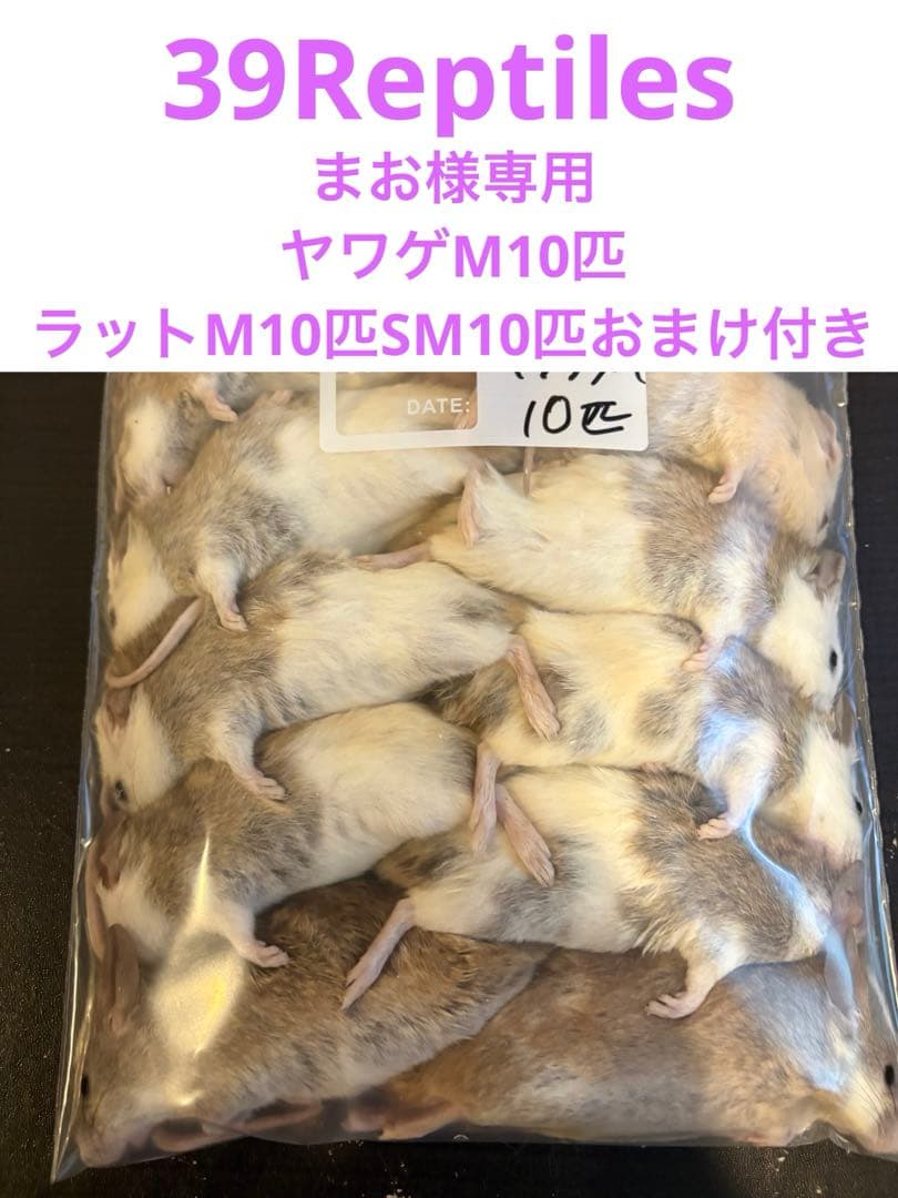 まお　冷凍ヤワゲM10匹ラットM10匹SM10匹おまけ付き！