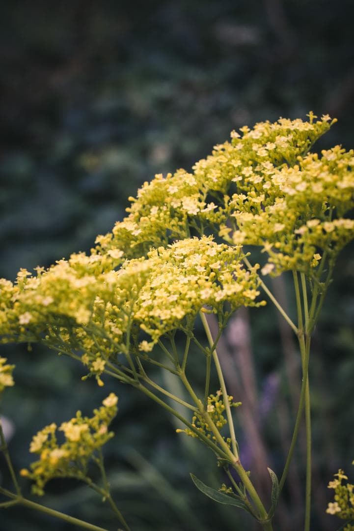 ライカの神マクロ！Leica Elmar 65mm F3.5 Visoflex