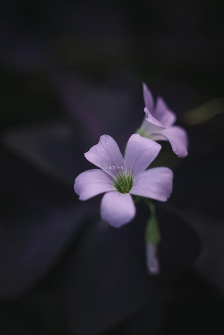 ライカの神マクロ！Leica Elmar 65mm F3.5 Visoflex