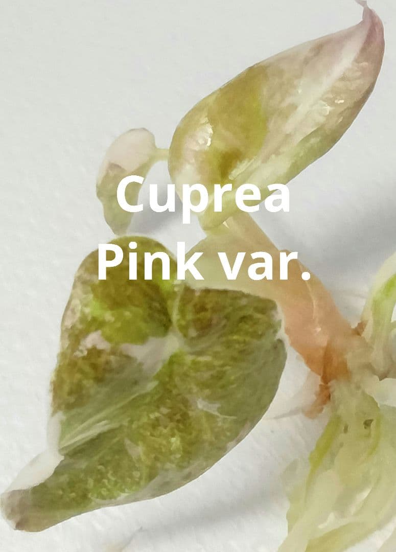 アロカシア クプレア ピンク斑入り Alocasia Cuprea Pink