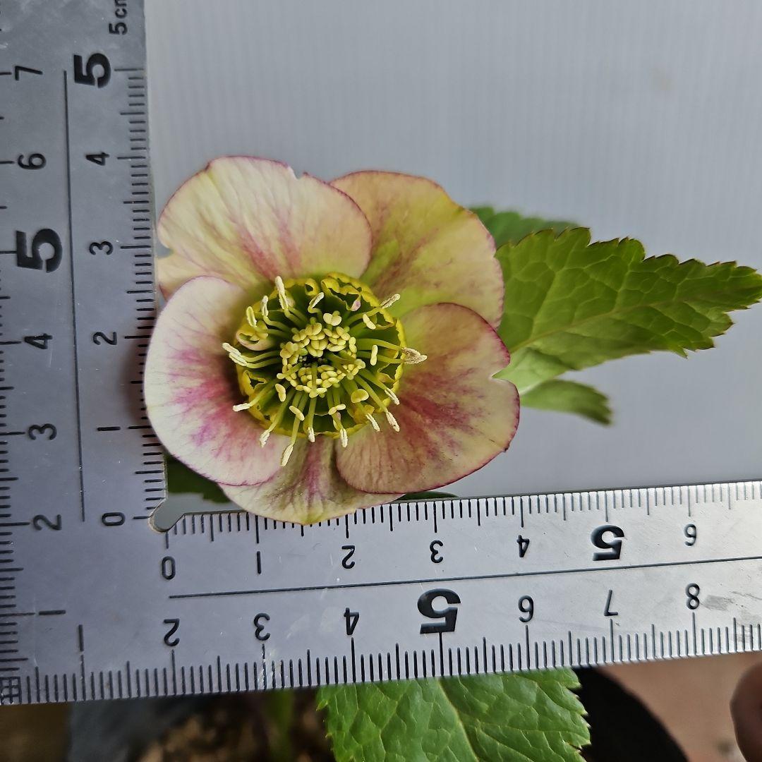 ㉖-324クリスマスローズ