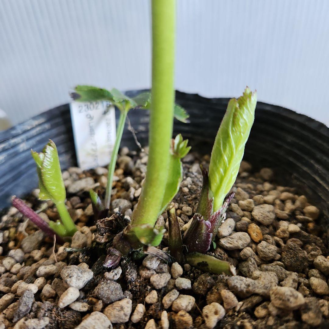 ㉖-324クリスマスローズ