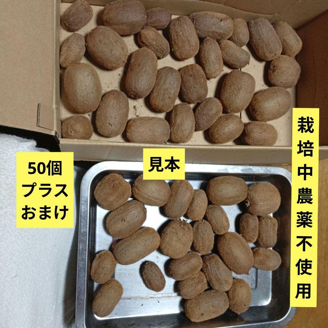 b　キウイ　50個プラスおまけ 栽培中農薬不使用