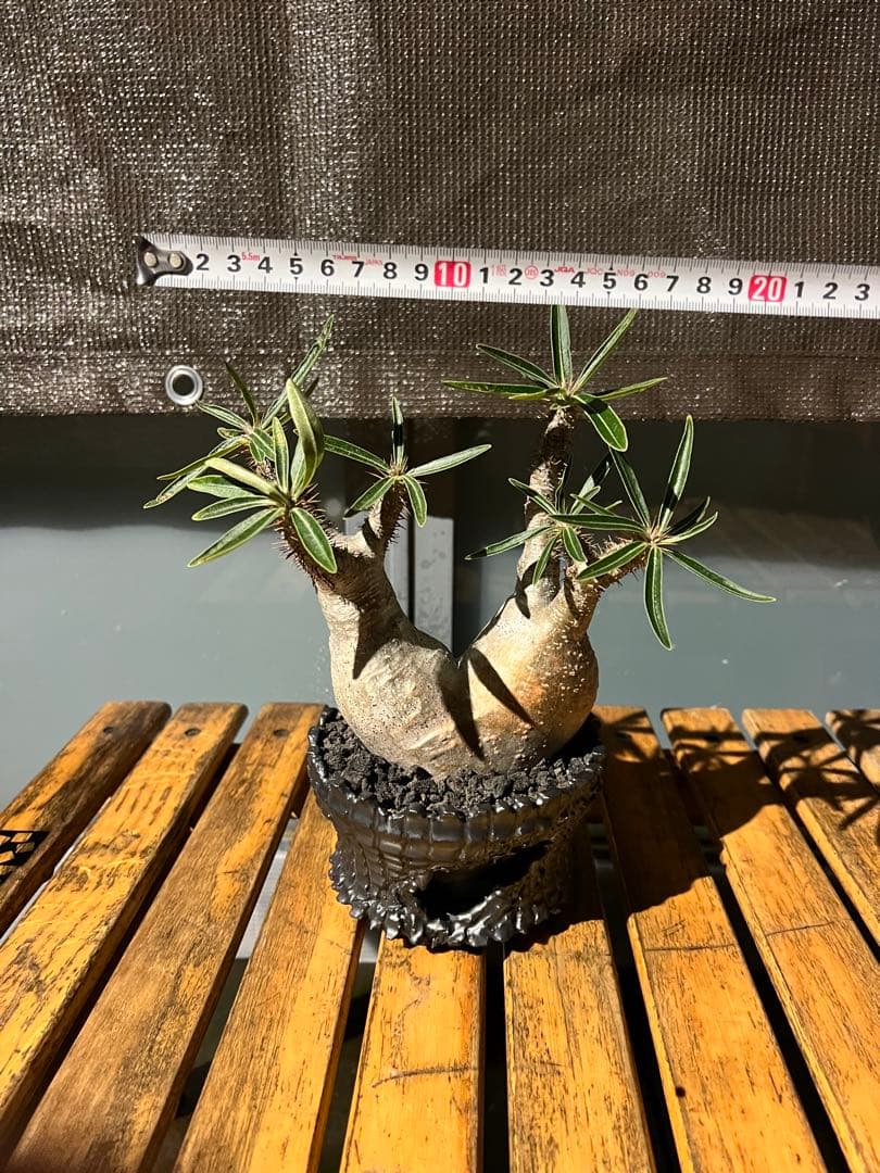 パキポディウムグラキリス２頭【現地球】