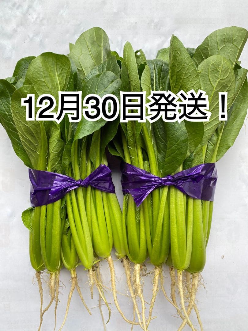 12月30日発送！