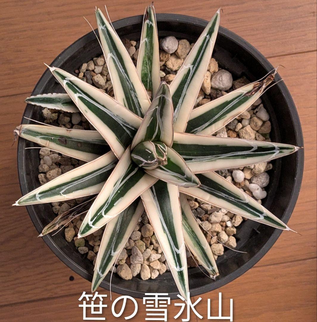 アガベ　笹の雪 　氷山　子株付き 鉢のまま発送