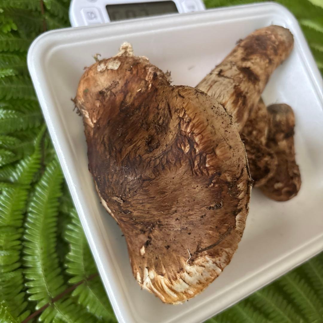 広島県産 松茸３本（205g）①