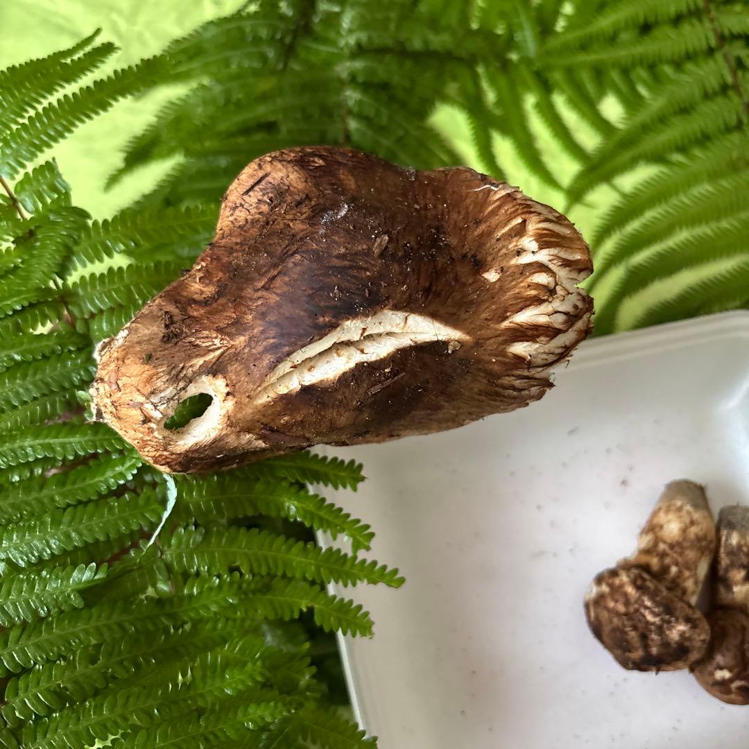 広島県産 松茸３本（205g）①