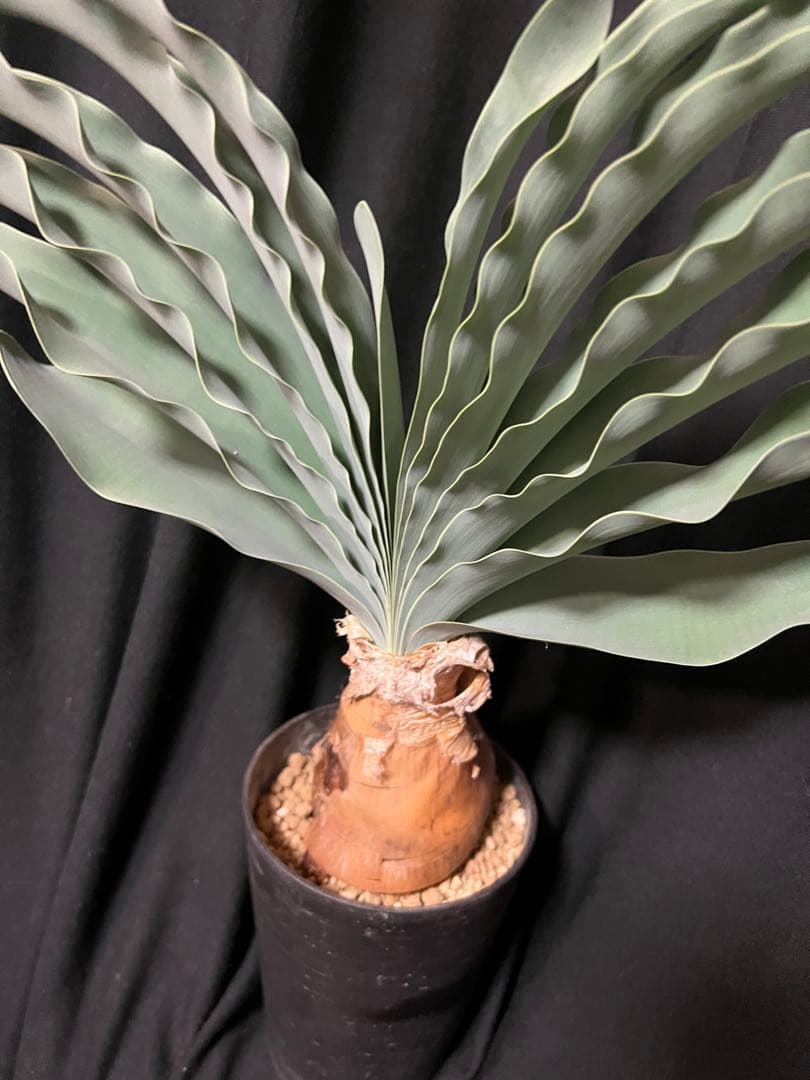 ブーファン ハエマンソイデス