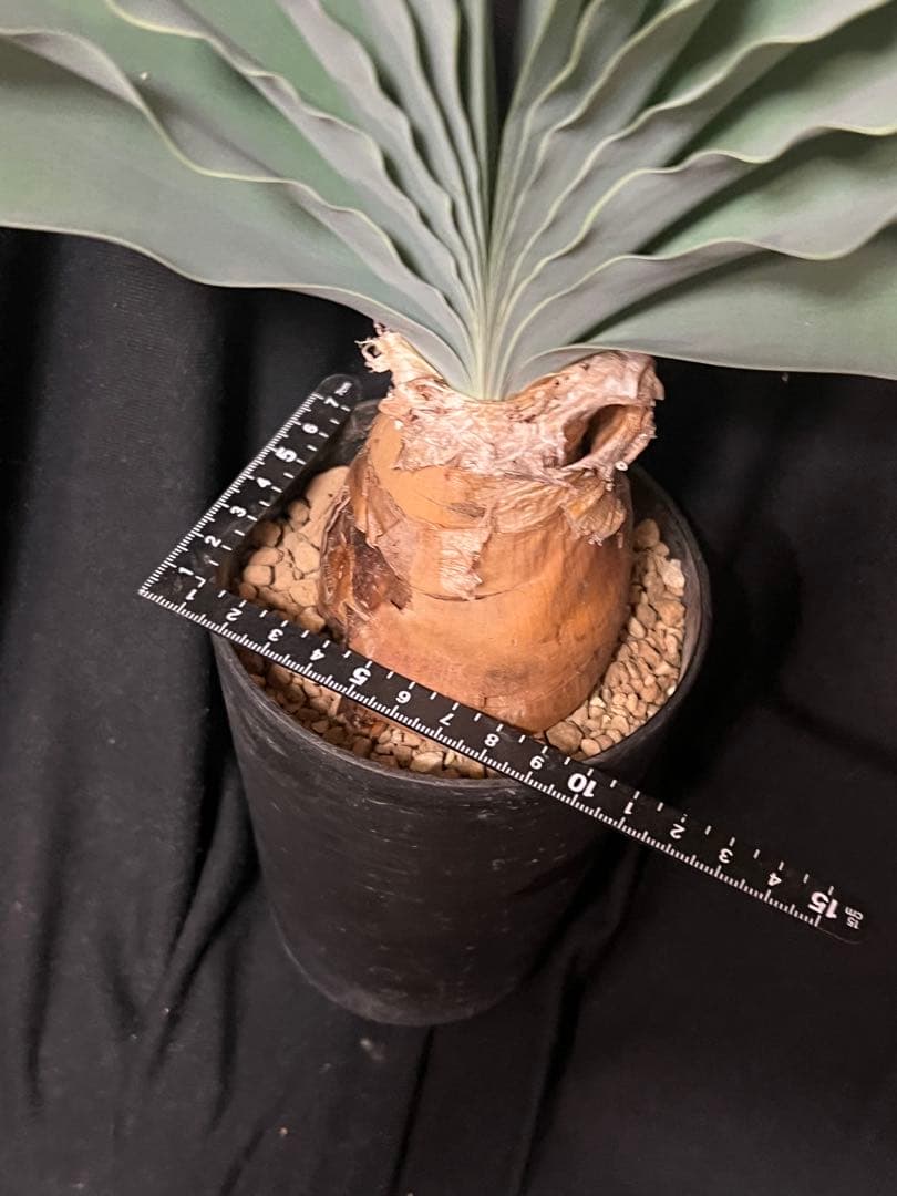 ブーファン ハエマンソイデス