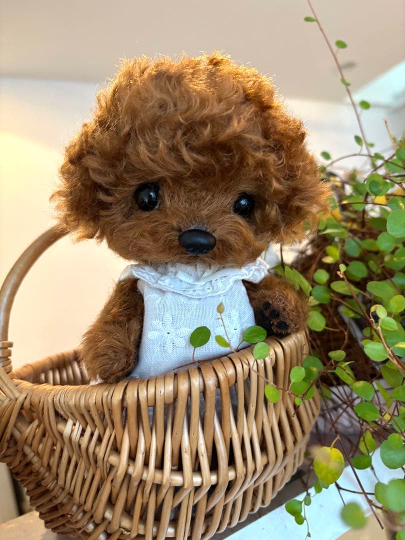 テディプードル　テディわんこ　トイプードル　 ぬいぐるみ　マルプー