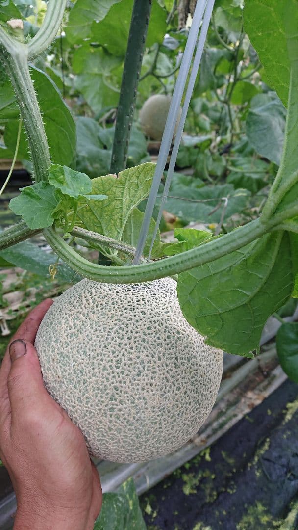 ※モブモブ 高知県産温室アールスメロン6玉入り